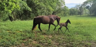 Vida nova no rio do céu