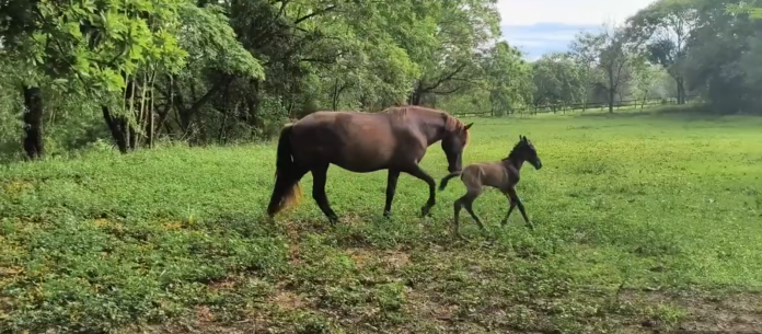 Vida nova no rio do céu